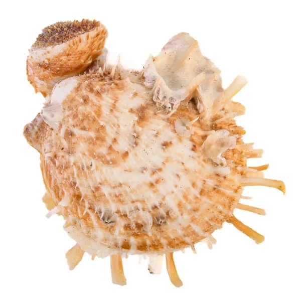 Concha Spondyllus Barbatus - 8cm - Imagem 2