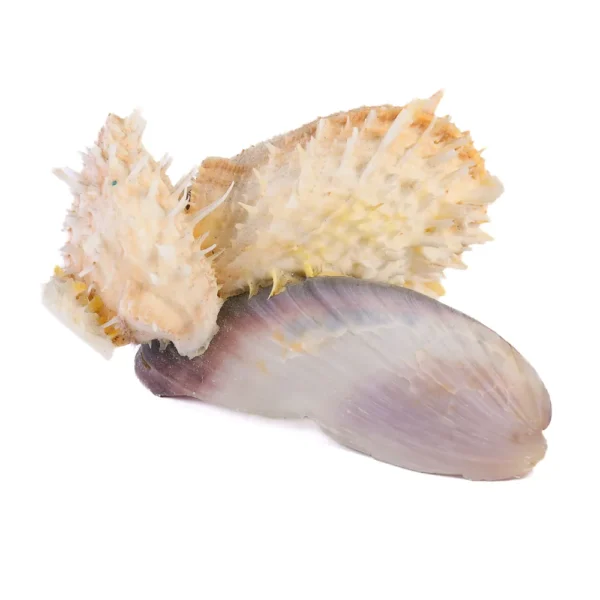 Concha Spondyllus Barbatus e Tahong - 10cm