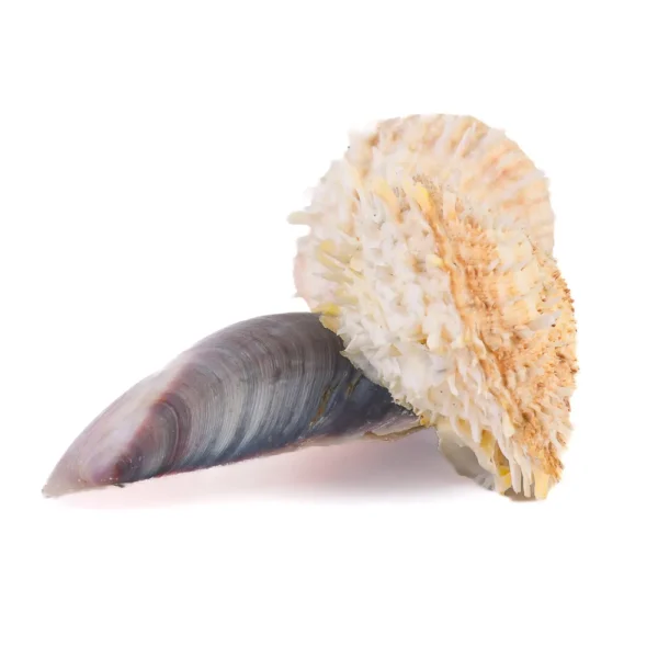 Concha Spondyllus Barbatus e Tahong - 10cm - Imagem 2