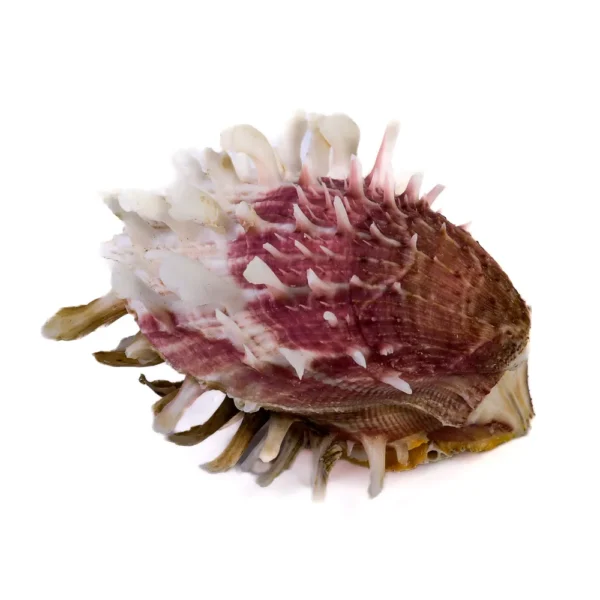 Concha Spondyllus Echinatus Spectrum - 11 cm