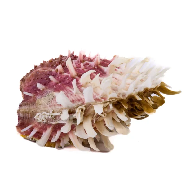 Concha Spondyllus Echinatus Spectrum - 11 cm - Imagem 2
