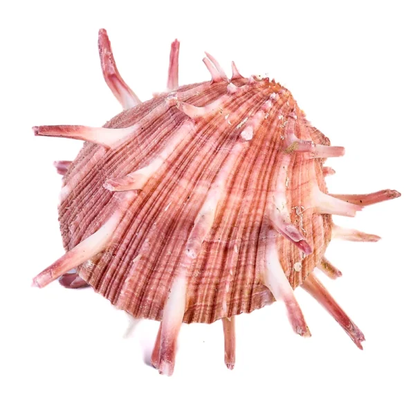 Concha Spondyllus Regius - 10cm