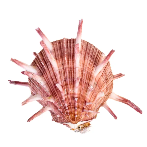 Concha Spondyllus Regius - 10cm - Imagem 2