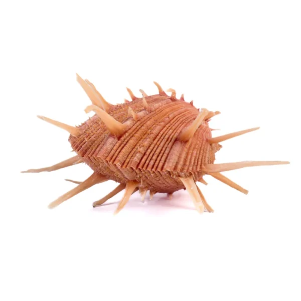 Concha Spondyllus Regius Fechada - 9cm