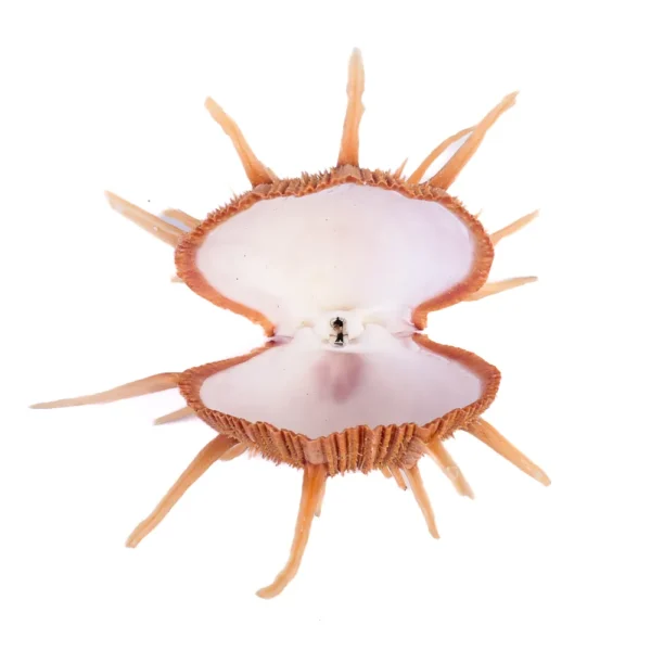 Concha Spondyllus Regius Fechada - 9cm - Imagem 2