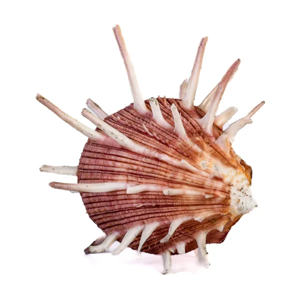 Concha Spondyllus Regius Fechada - 13cm