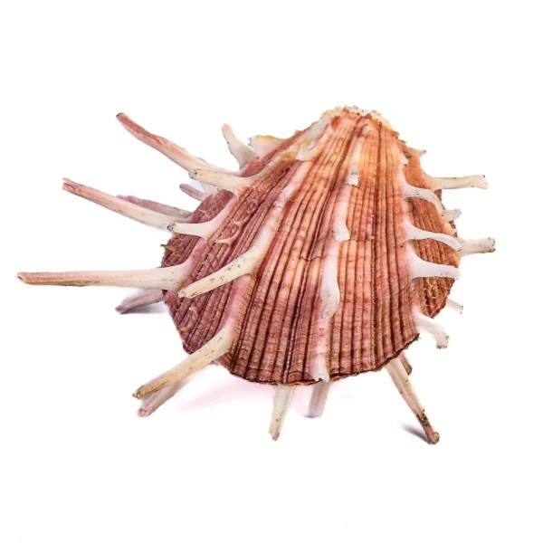 Concha Spondyllus Regius Fechada - 13cm - Imagem 2