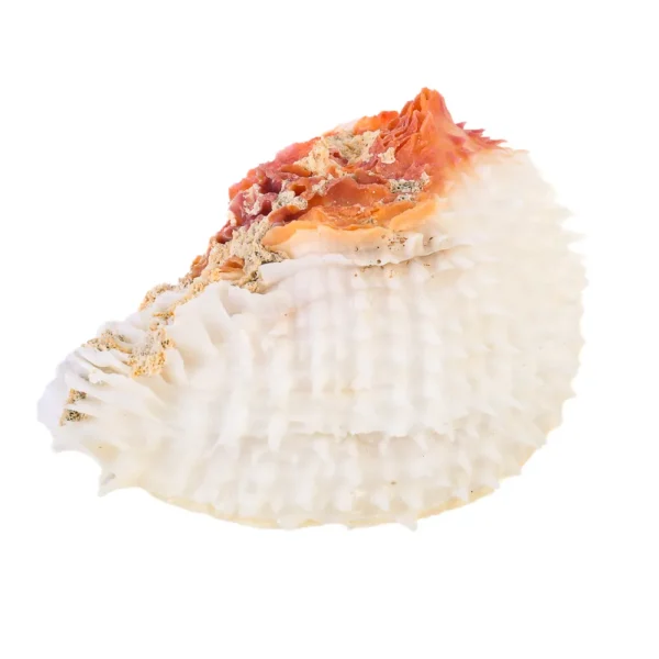 Concha Spondyllus Various Red - 14cm