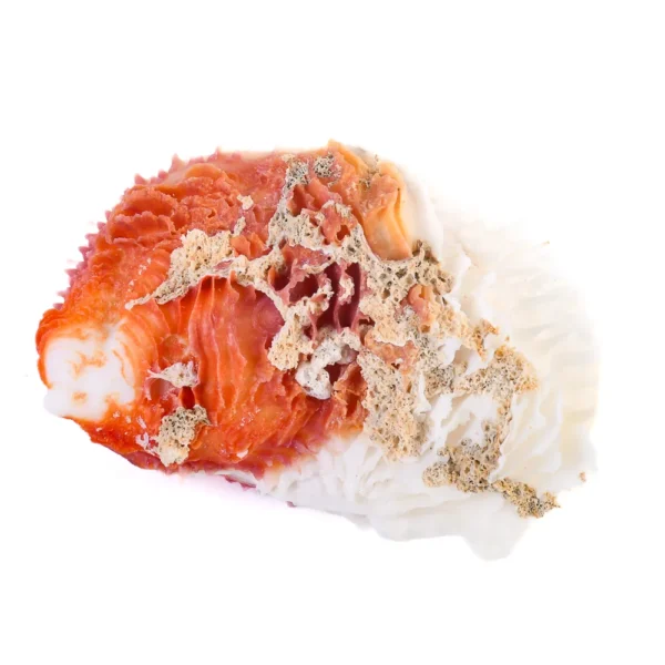 Concha Spondyllus Various Red - 14cm - Imagem 2