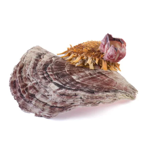 Concha Spondyllus na Ostra - 13cm