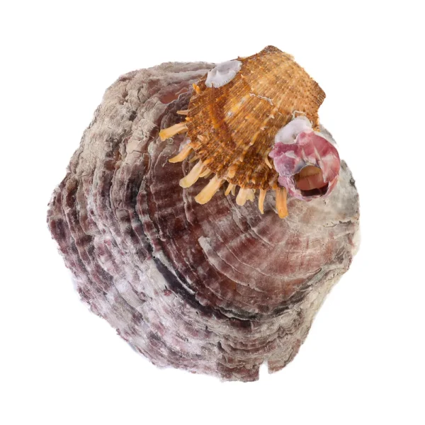 Concha Spondyllus na Ostra - 13cm - Imagem 2