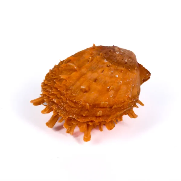 Concha Spondylus Barbatus Laranja Fechado - 8cm