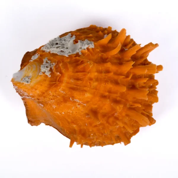 Concha Spondylus Barbatus Laranja Fechado - 8cm - Imagem 2