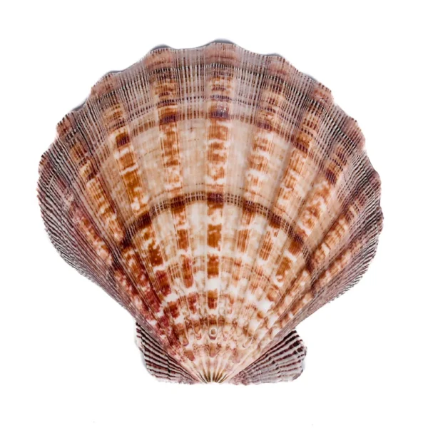 Concha Vieira Pata de Leão Marrom - 14cm