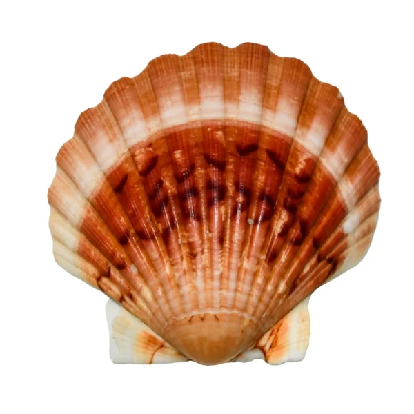 Concha White Scallop 9 a 11cm - kg
