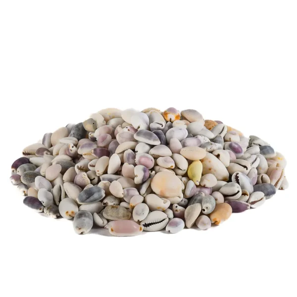 Mix de Caramujos Cypraea - 750g