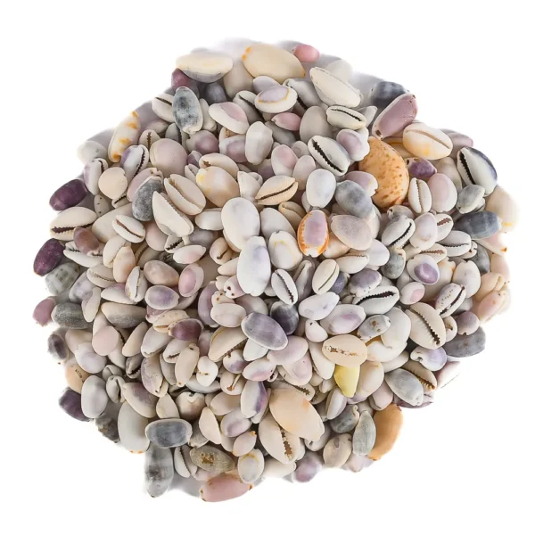 Mix de Caramujos Cypraea - 750g - Imagem 2