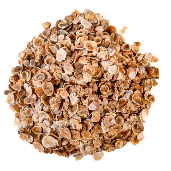 Ostra Pezinho (Ostrea Equestris - 1kg) - Imagem 2