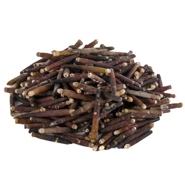 Ouriço Do Mar Fêmea 6,5cm - 750g