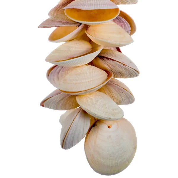 Penca de Conchas - Garland Codakia - 45cm - Imagem 2