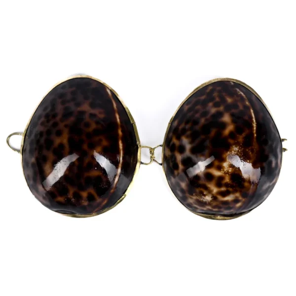 Porta Moedas Ou Porta Joia Tigrado - Cypraea Tiger - 9cm - Imagem 2
