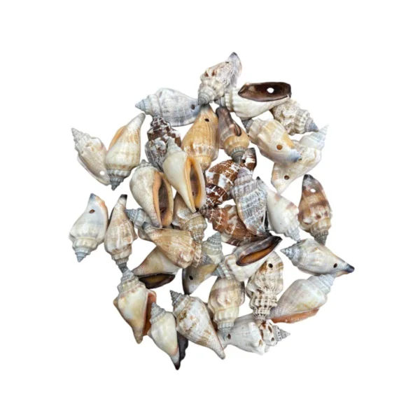 STROMBUS URCEUS FURADA - KG