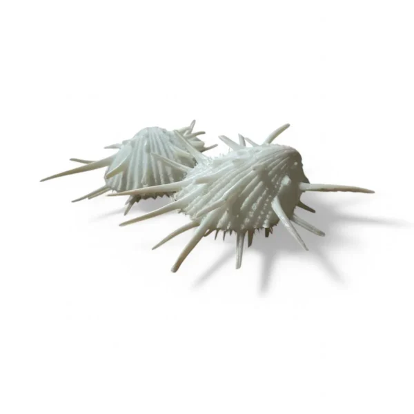 Spondyllus Imperialis - 5cm