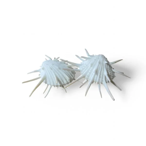Spondyllus Imperialis - 5cm - Imagem 2