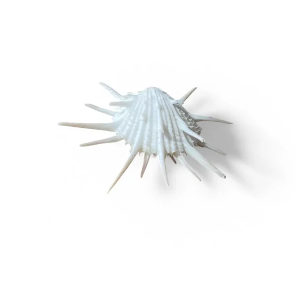 Spondyllus Imperialis - 5cm - Imagem 3