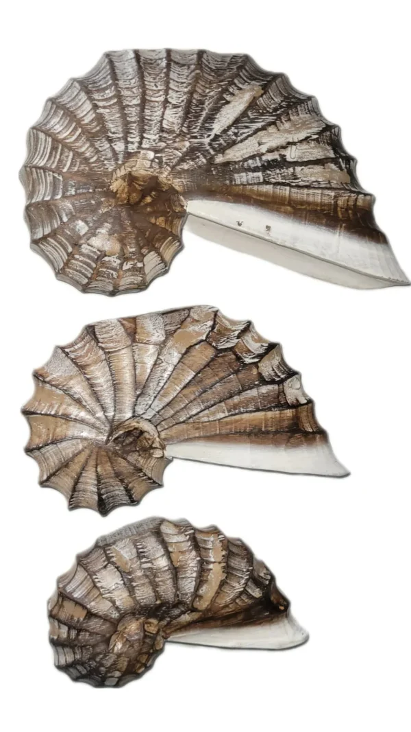 Trio Nautilus Marrom - 25x22x18cm