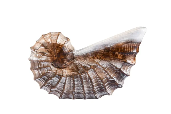 Trio Nautilus Marrom - 25x22x18cm - Imagem 2