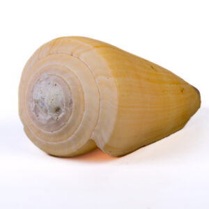 Caramujo Conus Virgo - 9cm