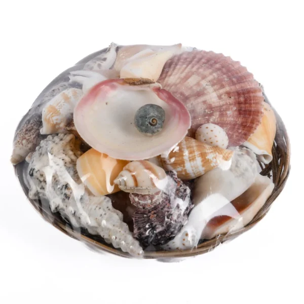 Cestinha de Conchas (Mix de Conchas) - 15cm - Imagem 2