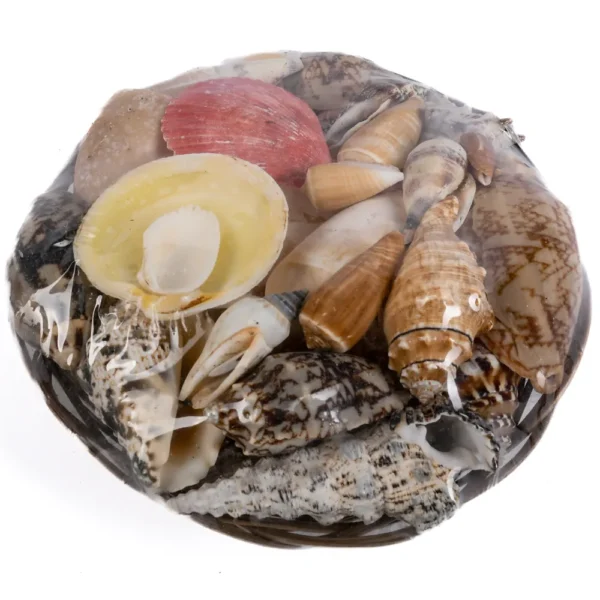 Cestinha de Conchas (Mix de Conchas) - 20cm