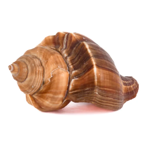 Caramujo Melongina Marrom - 7cm - 750g