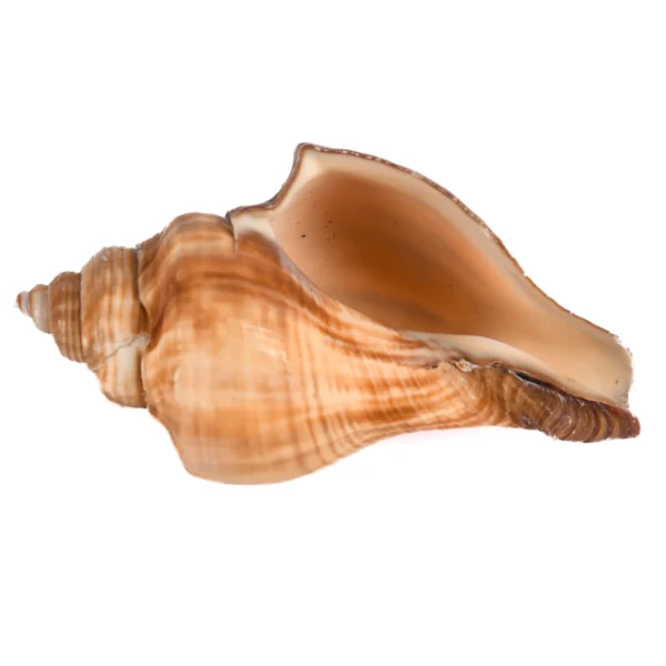 Caramujo Melongina Marrom - 7cm - 750g - Imagem 2