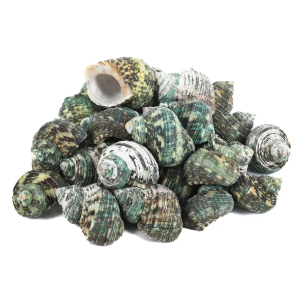 CARAMUJO APPARIE NATURAL - 750g