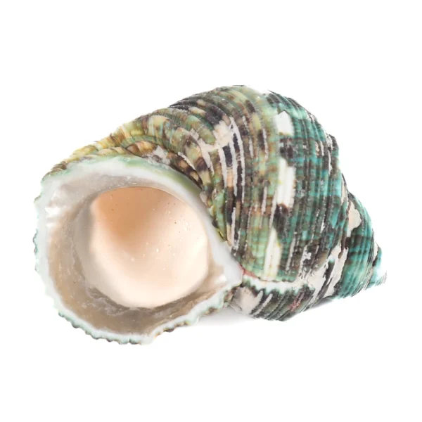 CARAMUJO APPARIE NATURAL - 750g - Imagem 2