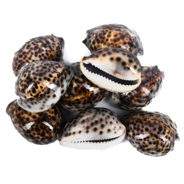 Caramujo Cypraea Tiger  5 a 7cm  - 1 kg