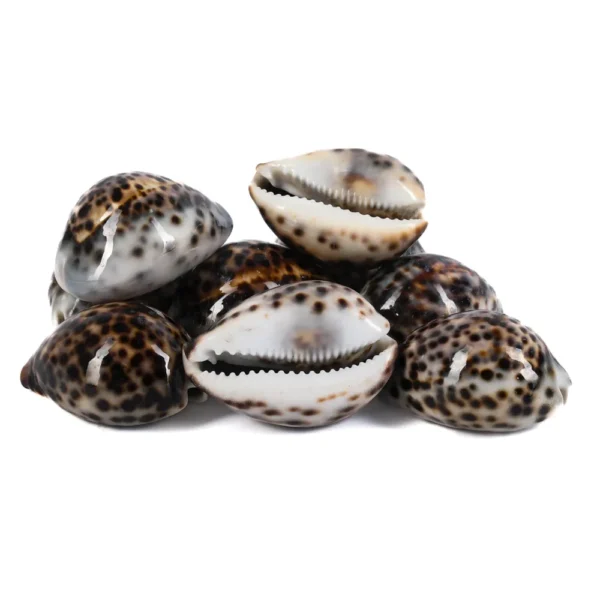 Caramujo Cypraea Tiger  5 a 7cm  - 1 kg - Imagem 2