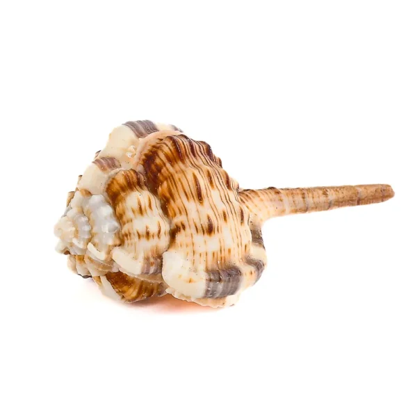 Caramujo Haustellum - 8cm
