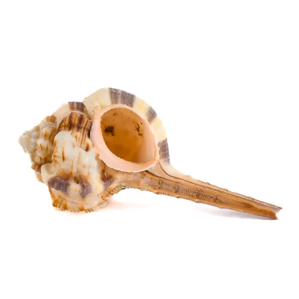 Caramujo Haustellum - 8cm - Imagem 2