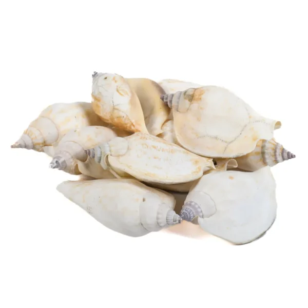 Caramujo Strombus Epidromis - 8cm