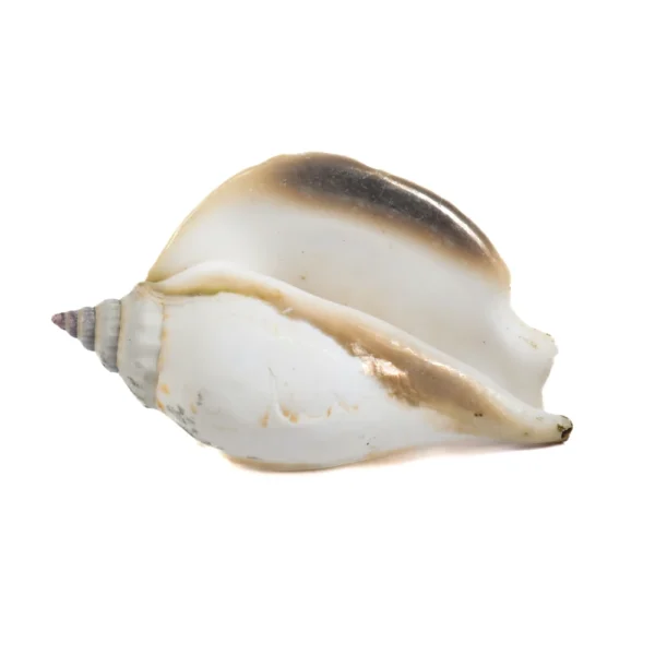 Caramujo Strombus Epidromis - 8cm - Imagem 2