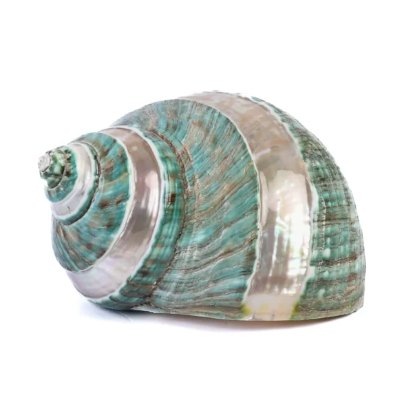 Caramujo Turbo Busguês com Bandas - 10cm