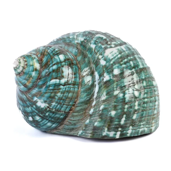 Caramujo Turbo Burguês Polido - 11,5cm