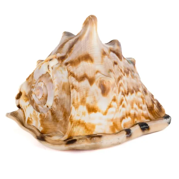 Caramujo Cassis Tuberosa Roxo G - 13 a 15cm