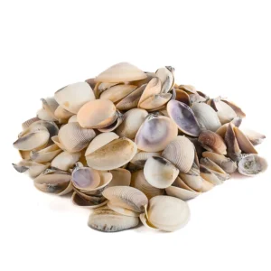 Caramujo Cay Cay Marrom - 1,5 a 3cm - 750g