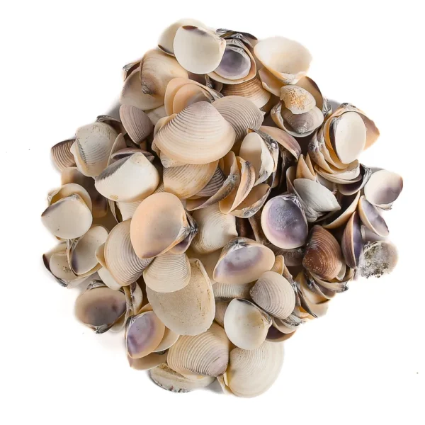 Caramujo Cay Cay Marrom - 1,5 a 3cm - 750g - Imagem 2