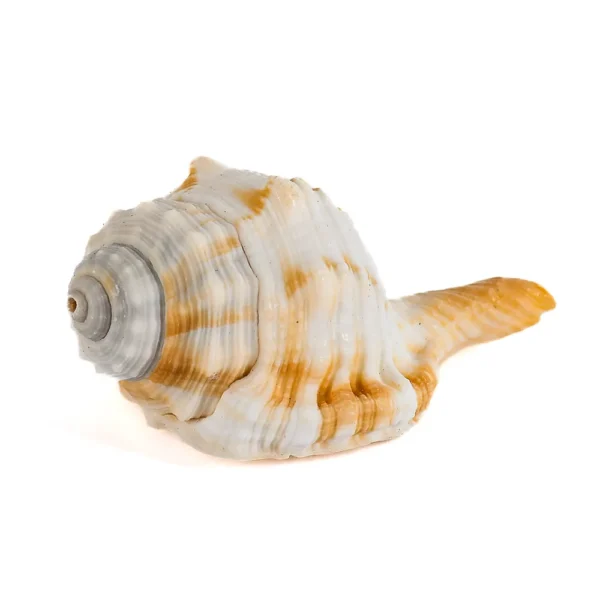 Caramujo Caymatium Caudatum - 7cm